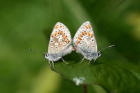 Brown Argus mating pair - Sandra Standbridge
