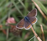 Brown Argus 2005 - Andrew Gaskin