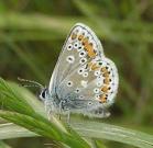 Brown Argus 2005 - Andrew Wood