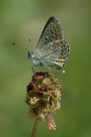 Brown Argus 2005 - Colin Sturges