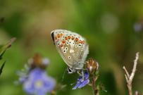 Brown Argus 2005 - Ian Hardy