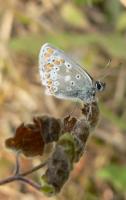 Brown Argus 2005 - Steve Lane