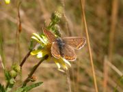 Brown Argus 2006 - David Gompertz