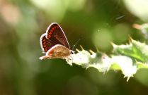 Brown Argus 2006 - Glen Barnes