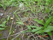 Brown Argus 2006 - Steve Pash