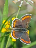 Brown Argus 2007 - Dave Mackenzie