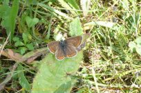 Brown Argus 2007 - Steve Lane