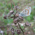 Roosting Brown Argus 2007 - Tim Hill