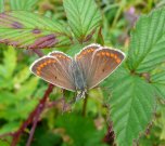 Brown Argus 2008 -  Andrew Steele