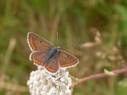 Brown Argus 2008 - David Gompertz