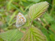 Brown Argus 2008 - Paul Thrush