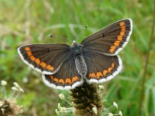 Brown Argus (f) 2009 - Clare Gray