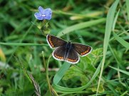 Brown Argus 2009 - Robin Pearson