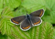 Brown Argus 2010 - Dave Miller