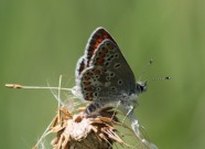 Brown Argus 2010 - Roger Morton