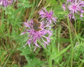 Brown Argus 2010 - Val Fullforth