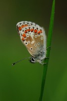 Brown Argus 2011 - Lee Browne