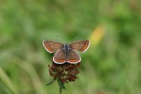 Brown Argus 2004 - Sandra Standbridge