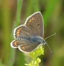 Brown Argus 2005 - Andrew Wood