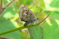 Brown Argus 2005 - Steve Lane