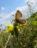 Brown Argus 2007 - Steve Lane