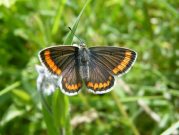 Brown Argus 2008 - Paul Thrush