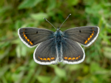 Brown Argus (m) 2010 - Dave Miller