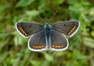 Brown Argus 2010 - Dave Miller