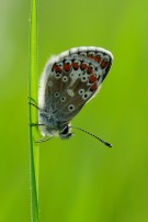 Brown Argus 2011 - Lee Browne