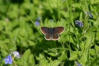 Brown Argus 2004 - Sandra Standbridge