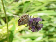 Brown Argus 2005 - Steve Lane