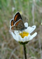 Brown Argus 2010 - Dave Miller