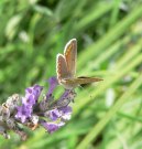 Brown Argus 2005 - Steve Lane