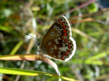 Brown Argus 2010 - Dave Miller