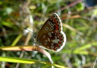 Brown Argus 2010 - Dave Miller