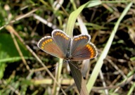 Brown Argus 2010 - Dave Miller