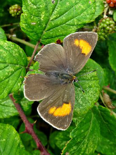 Brown Hairstreak 2016 - Dave Miller