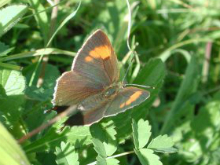 Brown Hairstreak (f) 2001 - Nick Sampford