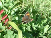 Brown Hairstreak 2001 - Nick Sampford