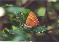 Brown Hairstreak 2003 - Clive Burrows