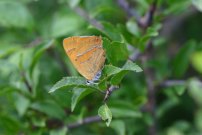 Brown Hairstreak 2004 - Sandra Standbridge