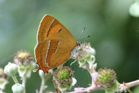 Brown Hairstreak 2005 - Sandra Standbridge