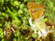 Brown Hairstreak 2007 - Darin Stanley