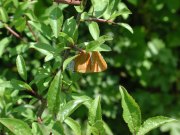 Brown Hairstreak 2001 - Nick Sampford