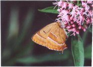 Brown Hairstreak 2003 - Clive Burrows