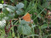 Brown Hairstreak 2001 - Nick Sampford