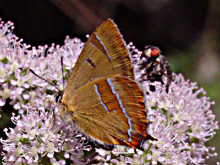 Brown Hairstreak 2017 - Peter Clarke