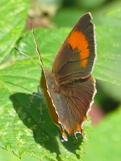 Brown Hairstreak 2019 - Andrew Middleton