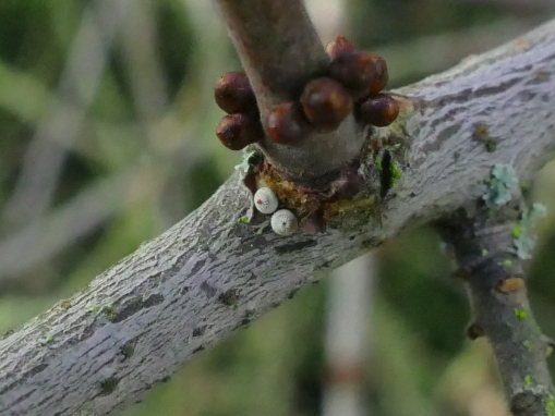 Brown Hairstreak eggs 2019 - Andrew Middleton