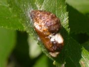 Black Hairstreak pupa 2005 - Malcolm Hull